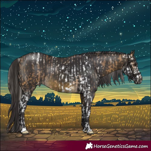Horse Color:Silver Buckskin Sabino Appaloosa  and Buckskin 