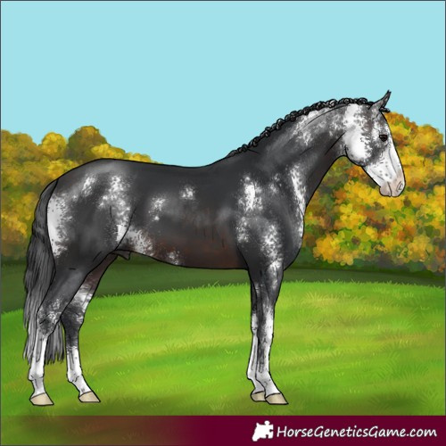 Horse Color:Brown Sabino 
