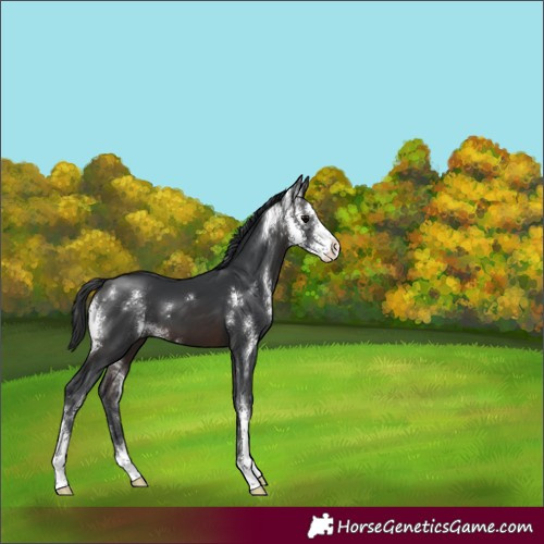 Horse Color:Brown Sabino 