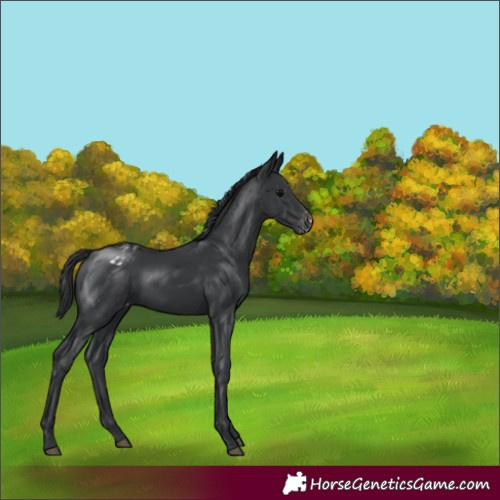 Horse Color:Black Varnish 