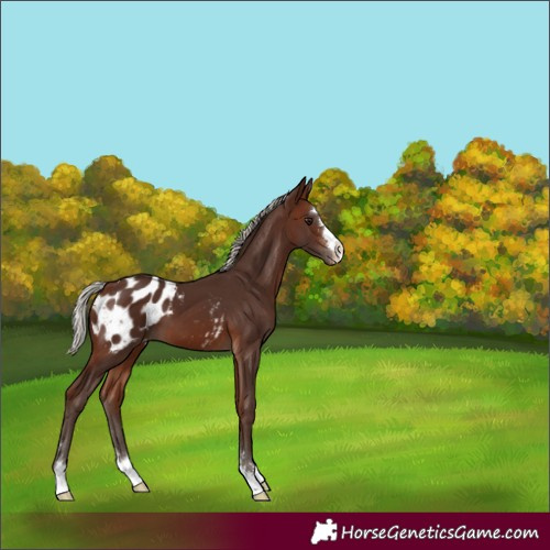 Horse Color:Silver Brown Appaloosa 