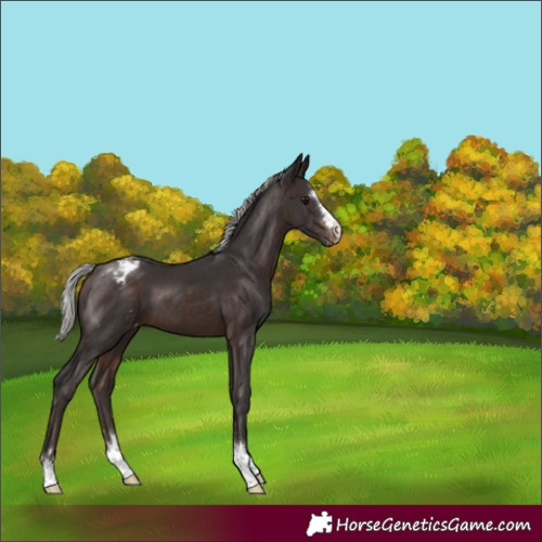 Horse Color:Silver Brown Varnish 