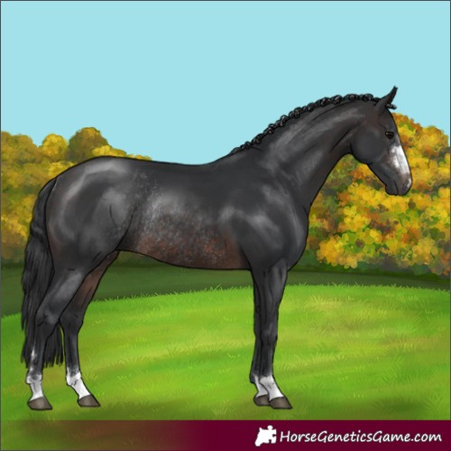 Horse Color:Brown Rabicano 