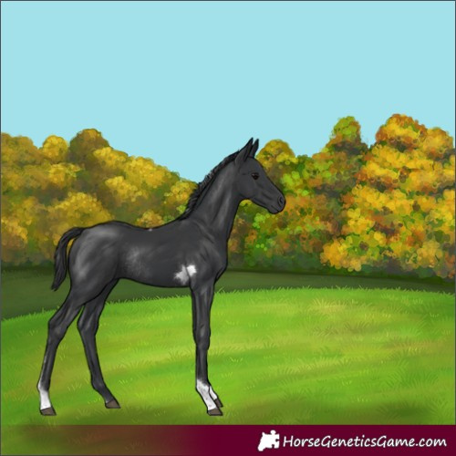 Horse Color:Black Tobiano Rabicano 