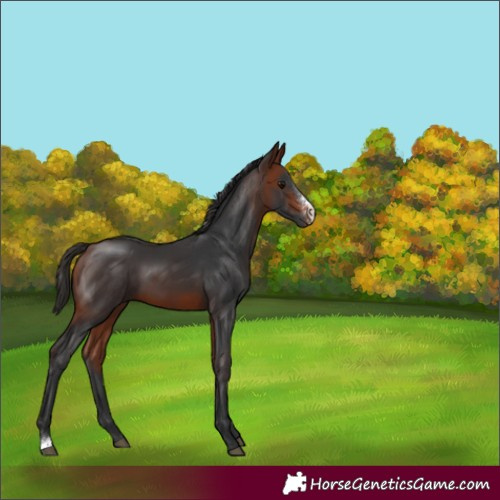 Horse Color:Bay Sabino 