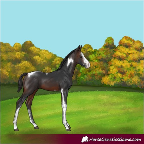 Horse Color:Brown Sabino Tobiano