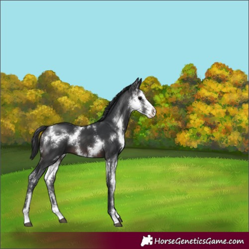 Horse Color:Brown Sabino