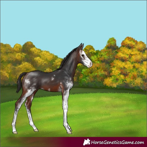 Horse Color:Bay Sabino 