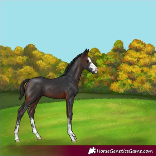 Horse Color:Brown 