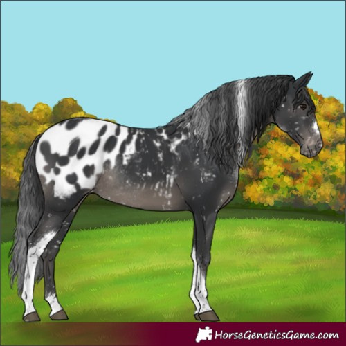 Horse Color:Black Tobiano Appaloosa Rabicano 