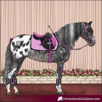 Horse Color:Black Tobiano Appaloosa Rabicano
