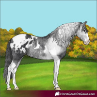 Horse Color:Black Tobiano Appaloosa Rabicano