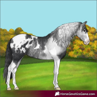 Horse Color:Black Tobiano Appaloosa Rabicano 