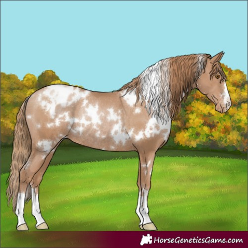 Horse Color:White Spotted Black Pearl Appaloosa Rabicano 