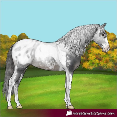 Horse Color:Black Sabino Tobiano Appaloosa 