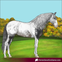 Horse Color:Black Sabino Tobiano Appaloosa 