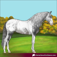 Horse Color:Black Sabino Tobiano Blanket 
