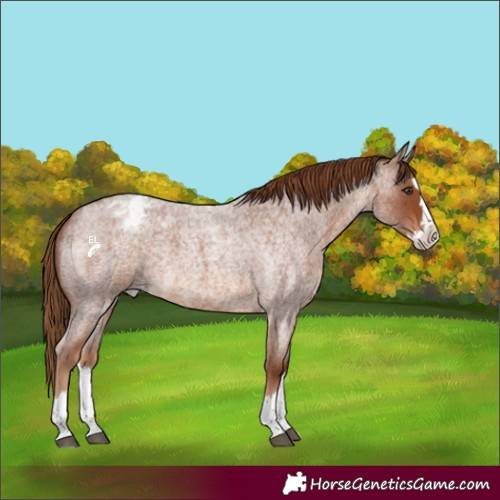 Horse Color:Red Roan Splash Appaloosa