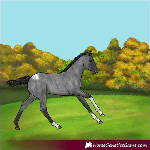 Horse Color:Blue Roan Tobiano Appaloosa 