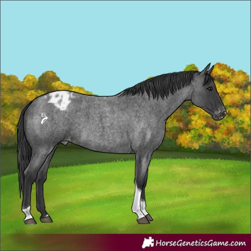 Horse Color:Blue Roan Tobiano Appaloosa 