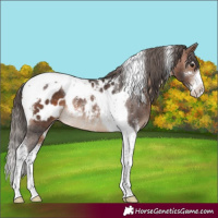 Horse Color:Brown Sabino Tobiano Appaloosa Rabicano 