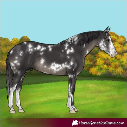 Horse Color:White Spotted Smoky Black Sabino 