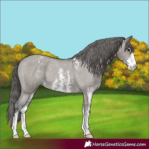 Horse Color:Grullo Sabino Appaloosa Rabicano 