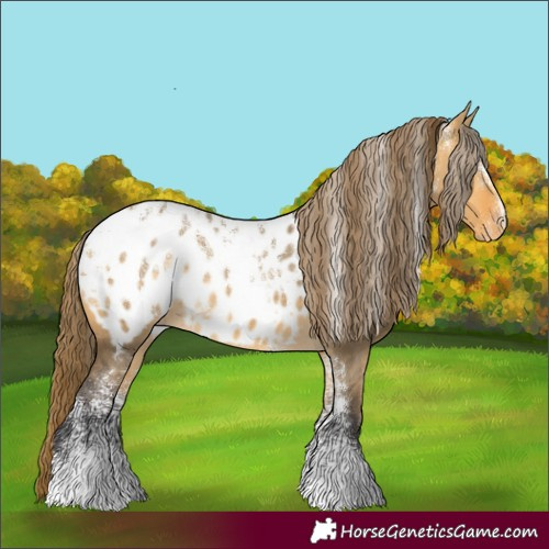 Horse Color:Powder White Buckskin Dun Appaloosa 