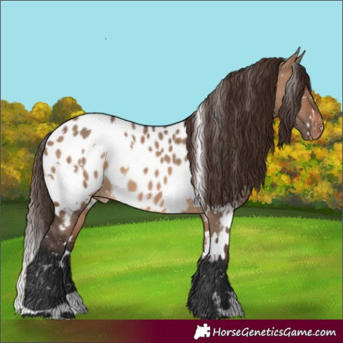 Horse Color:White Spotted Brown Dun Appaloosa 