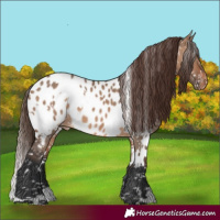 Horse Color:White Spotted Brown Dun Near Leopard 