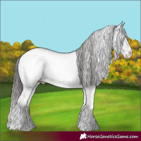 Horse Color:Powder White White Spotted Smoky Black Appaloosa Rabicano 