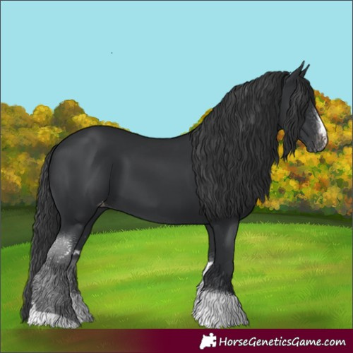 Horse Color:Black Sabino Tobiano Skewed Appaloosa 