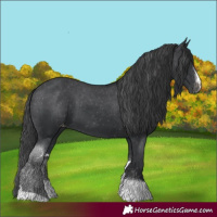 Horse Color:Black Sabino Tobiano Skewed Appaloosa 