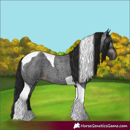 Horse Color:Gray Brown Roan Tobiano Skewed Appaloosa 