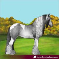 Horse Color:Gray Brown Roan Tobiano Skewed LP Spotted 