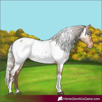 Horse Color:Silver Bay Dun Tobiano Appaloosa