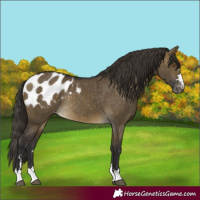 Horse Color:Buckskin Dun Blanket Rabicano