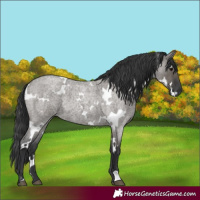 Horse Color:White Spotted Grullo Roan Rabicano 