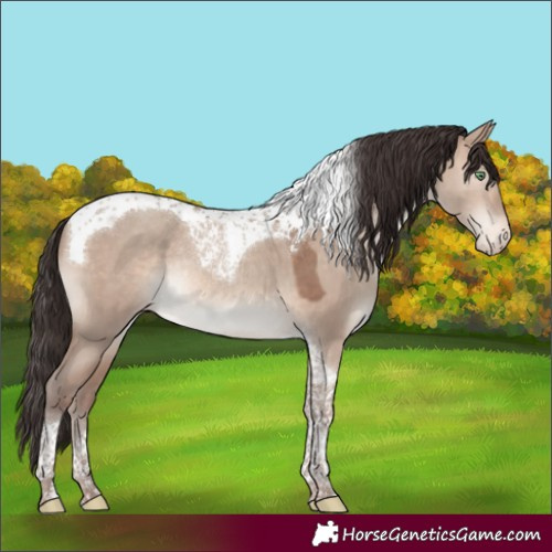 Horse Color:Sable Champagne Dun Tobiano Appaloosa Rabicano