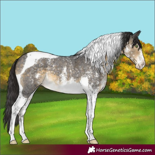 Horse Color:Buckskin Sabino Tobiano Appaloosa