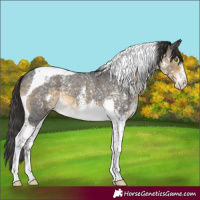 Horse Color:Buckskin Sabino Tobiano Appaloosa