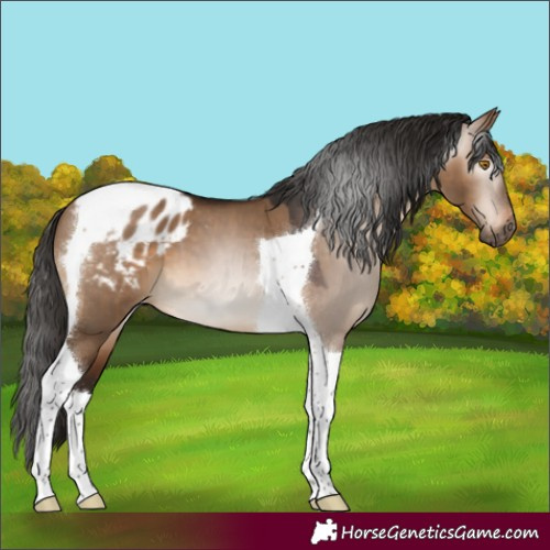 Horse Color:Gray Bay Dun Mushroom Tobiano Appaloosa 