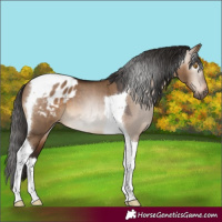 Horse Color:Gray Bay Dun Mushroom Tobiano Appaloosa 