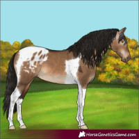 Horse Color:Gray Bay Dun Mushroom Tobiano Appaloosa 