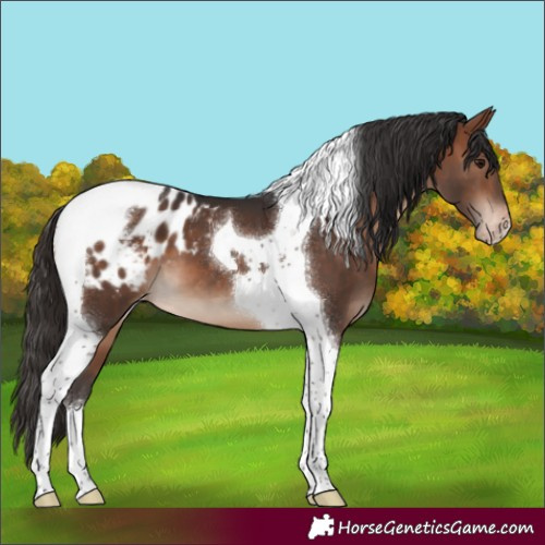 Horse Color:Bay Tobiano Appaloosa
