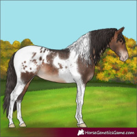 Horse Color:Bay Tobiano Appaloosa