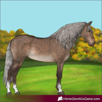 Horse Color:Silver Brown Dun Tobiano