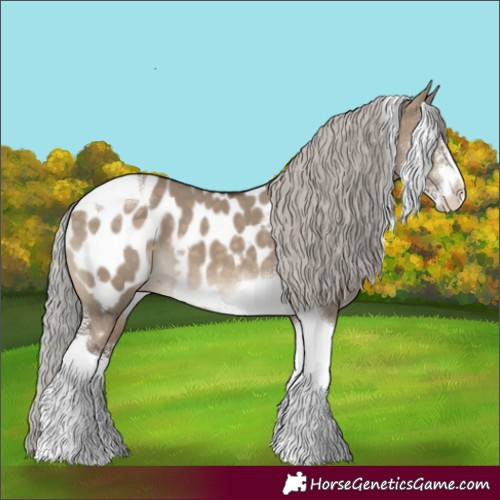 Horse Color:Silver Brown Dun Sabino Tobiano Appaloosa