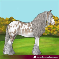 Horse Color:Silver Brown Dun Sabino Tobiano Appaloosa 
