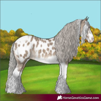 Horse Color:Silver Brown Dun Sabino Tobiano Appaloosa 